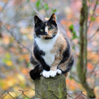 Cat Fence