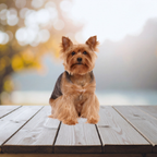 Small Dog Fence