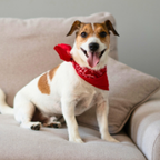 Indoor/Wireless Dog
                                                                Fence
