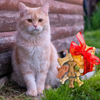 Cat Treats