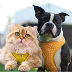Harness & Vests