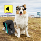Clickers & Rewards