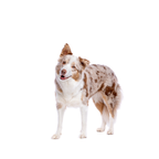 Medium Dogs