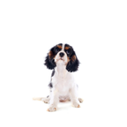 Small Dogs